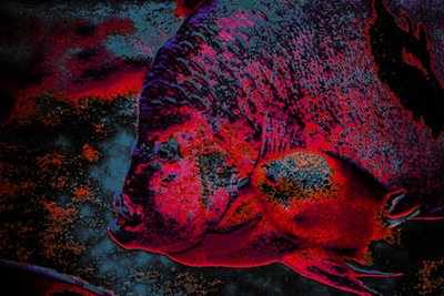 Fingerling von Alice Gur-Arie