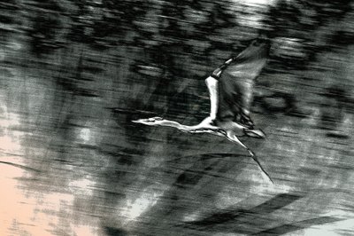 Flucht aus dem Heiligen Land von Alice Gur-Arie