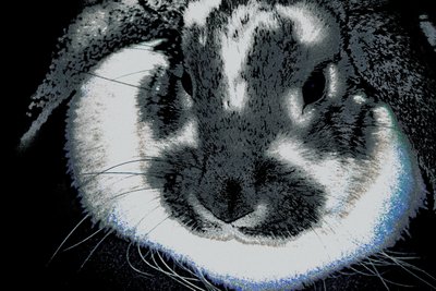 Jahr des Kaninchens von Alice Gur-Arie