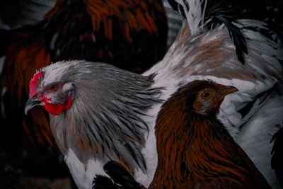 Dieser Weg, Jener Weg von Alice Gur-Arie