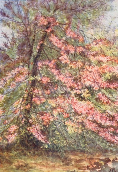  od Alice Julia Argles