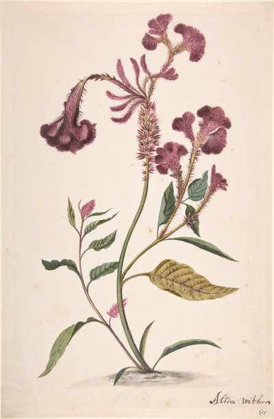 Studie Hanekam Celosia argentea, n. d. od Alida Withoos