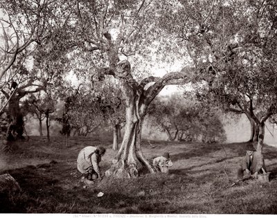 Děti sbírají olivy mezi olivovníky, na kopci v Santa Margherita a Montici, Florencie (č/b foto) od Fratelli Alinari