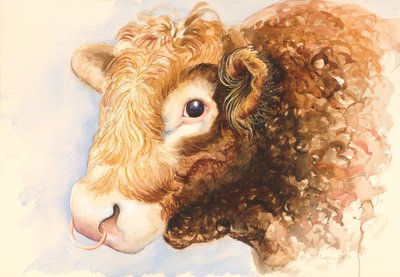 Býk Adam, 2016, akvarel od Alison Cooper