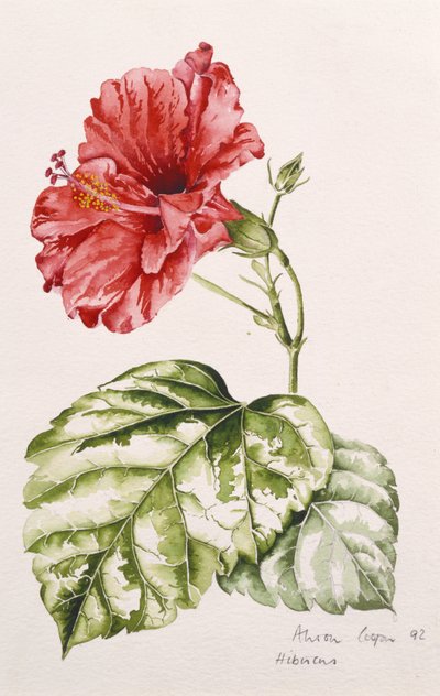 Ibišek (karmínový), 1992 (wc) od Alison Cooper
