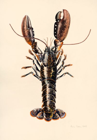 Humr ze Solvy, 2014, akvarel od Alison Cooper