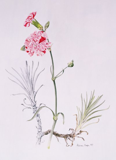 Old Variety of Dianthus, 1997 (wc na papíře) od Alison Cooper