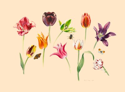 jarní tulipány a hmyz od Alison Cooper