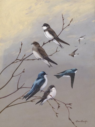 Vlaštovka od Allana Brookse od Allan Brooks