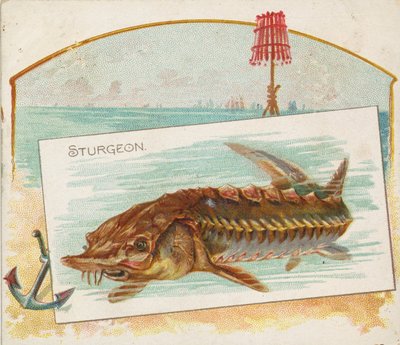 Sturgeon, z ryb ze série American Waters N39 pro cigarety Allen & Ginter, 1889. od Allen and Ginter