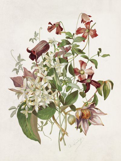 Clematis od Alois Lunzer