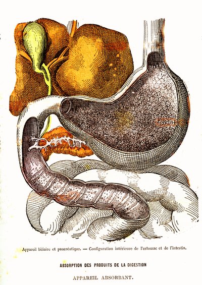 Biliární a pankreatický systém – normální život a zdraví od J. Rengade-Drawing od A. Demarle 1881 od Alphonse Demarle