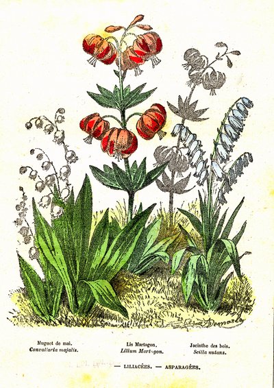 Liliacees, parsat: luonnollinen luominen ja elävät olennot. Piirustus A. Demarle. 1885 od Alphonse Demarle