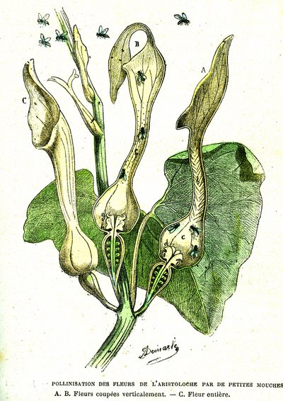 Opylení mouchami květů Aristoloche: Přírodní stvoření a živé bytosti. Kresba A. Demarle. 1885 od Alphonse Demarle