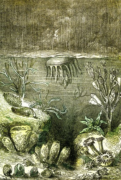 Prehistoire-Terre et Mers: Počátek silurského období (J. Rengade. Kresba Demarle. 1885 od Alphonse Demarle