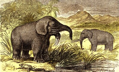 Prehistorie-Miocén: Zprava doleva: Dinotherum a Mastodonte. Přírodní stvoření a živé bytosti. Kresba A. Demarle. 1885 od Alphonse Demarle
