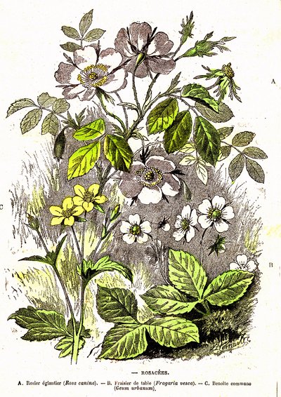 Rosacees - Přírodní stvoření a živé bytosti: Kresba A. Demarle. 1885 od Alphonse Demarle