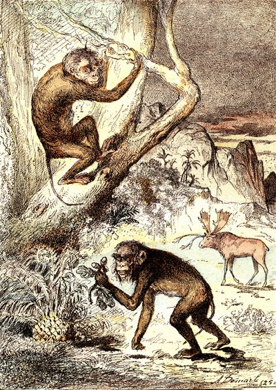 Catarhinian Monkeys (období miocénu): Semnopitheques. Přírodní výtvor a živé bytosti J. Rengade. Kresba A. Demarle od Alphonse Demarle