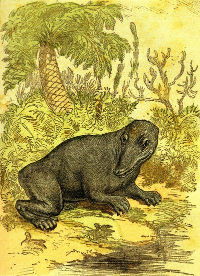 Labyrintodont (obojživelník): Obojživelník z uhelného období. Přírodní stvoření a živé bytosti. Kresba A. Demarle 1885 od Alphonse Demarle