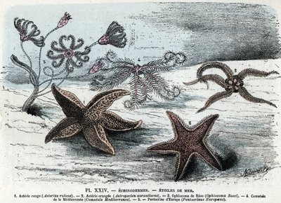 Eläintieteen aluksella; piikkinahkainen, meritähdet (asteries, ophiocoma, comatum ja pentacrine) (Eläintarvikelevy: meritähtiä) Kaiverrus "" L