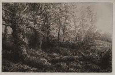Woodland Study. od Alphonse Legros
