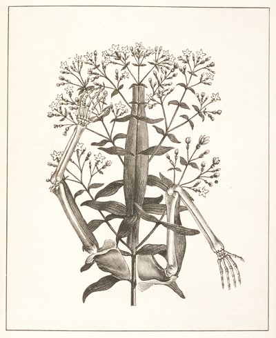 Ilustrace z 