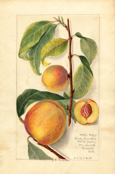 Broskve (Prunus persica) (akvarel) od Amanda Almira Newton