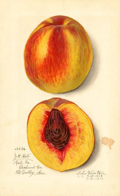 Broskve ( Prunus persica: J.H. Hale) (akvarel) od Amanda Almira Newton
