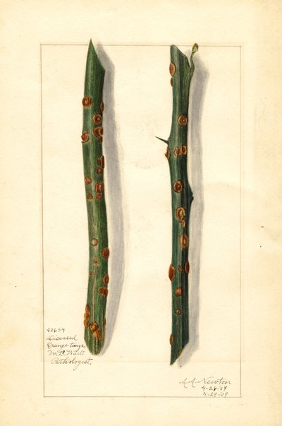 Dvě nemocné větvičky pomerančovníku (Citrus sinensis) (akvarel) od Amanda Almira Newton