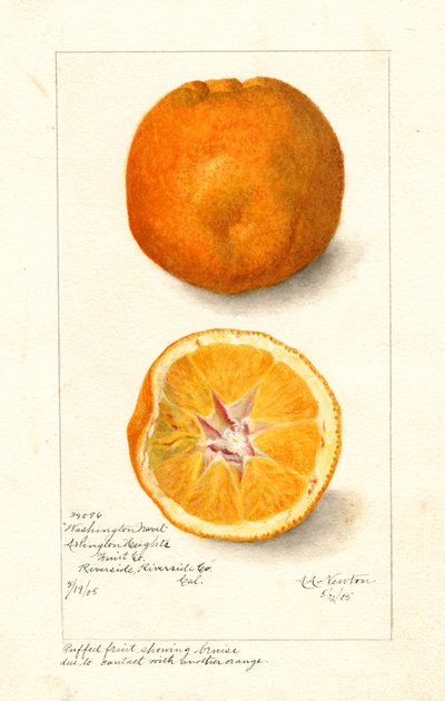 Washingtonské pomeranče ( Citrus sinensis) (akvarel) od Amanda Almira Newton