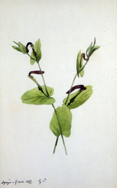 Aristolochia velký rostlinný rod z čeledi Aristolochiaceae (akvarel) od Amantine Dupin