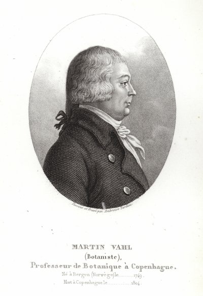 Martin Vahl od Ambroise Tardieu