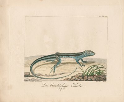 Skink modrohlavý (ručně kolorovaná mědirytina) od Ambrosius Gabler