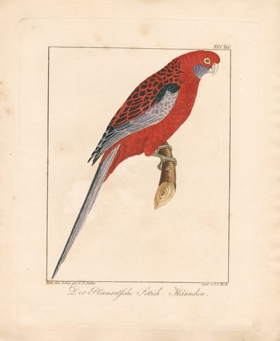 Crimson Rosella, samec (ručně kolorovaná litografie) od Ambrosius Gabler