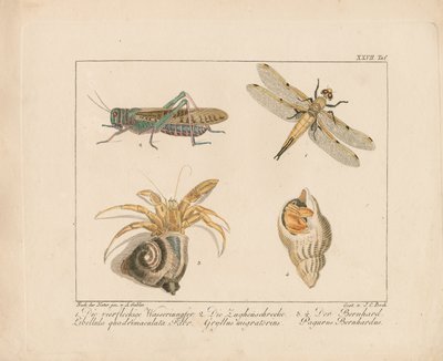 Vážka, kobylka a krab poustevník (ručně kolorovaná mědirytina) od Ambrosius Gabler