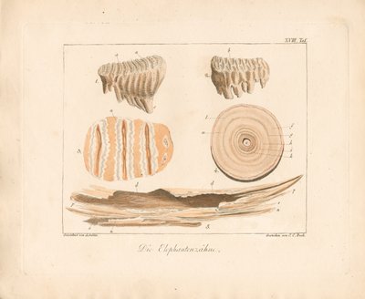 Sloní kly (kolorovaná mědirytina) od Ambrosius Gabler