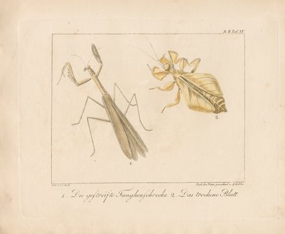 Kudlanka nábožná a listový hmyz (ručně kolorovaná mědirytina) od Ambrosius Gabler