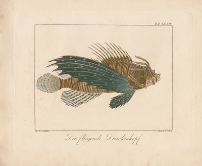 Červený škorpion (ručně kolorovaná mědirytina) od Ambrosius Gabler