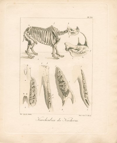 Struktura kostry nosorožce (kolorovaná mědirytina) od Ambrosius Gabler