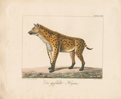 Hyena skvrnitá (ručně kolorovaná litografie) od Ambrosius Gabler