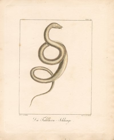 The Feeler Snake (ručně kolorovaná litografie) od Ambrosius Gabler
