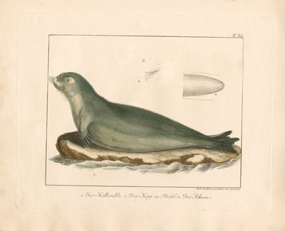 Harfová pečeť s anatomickými detaily (ručně kolorovaná mědirytina) od Ambrosius Gabler