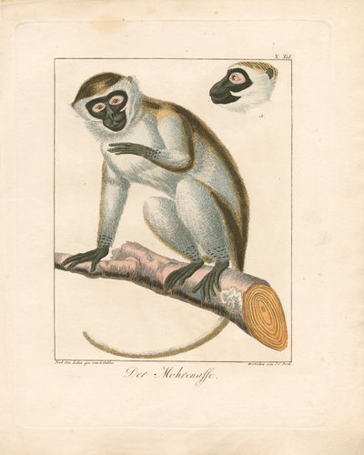 The Moor Monkey (ručně kolorovaná mědirytina) od Ambrosius Gabler