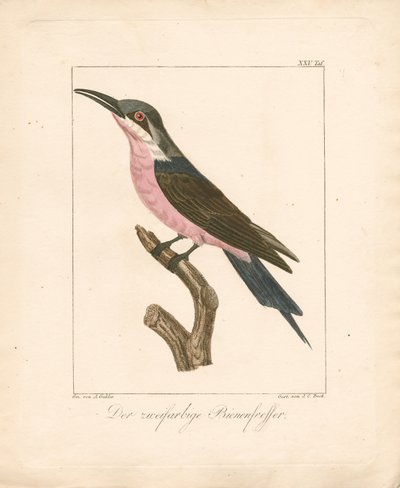 Dvoubarevný včelojed (ručně kolorovaná litografie) od Ambrosius Gabler