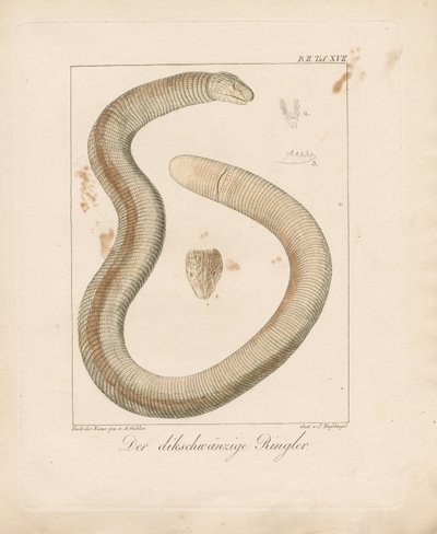 Ještěrka tlustozobá (ručně kolorovaná mědirytina) od Ambrosius Gabler