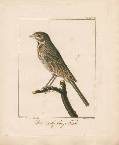 Yellowhammer (ručně kolorovaná mědirytina) od Ambrosius Gabler