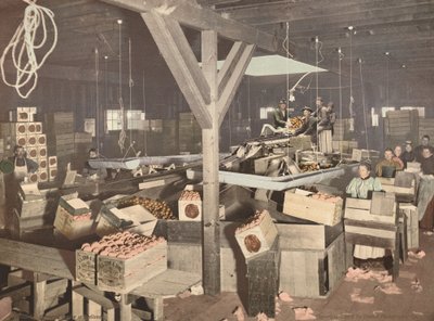 Orange Packing v Redlands od American 19th Century, Detroit Photographic Company