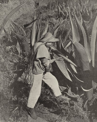 Mexický sběrač pulzů (černobílá fotografie) od American Photographer (after)
