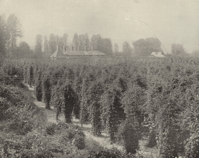 Washington Hop Yard (černobílá fotografie) od American Photographer (after)
