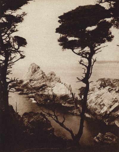 Kalifornie: Monterey Cypress (černobílá fotografie) od American Photographer (after)